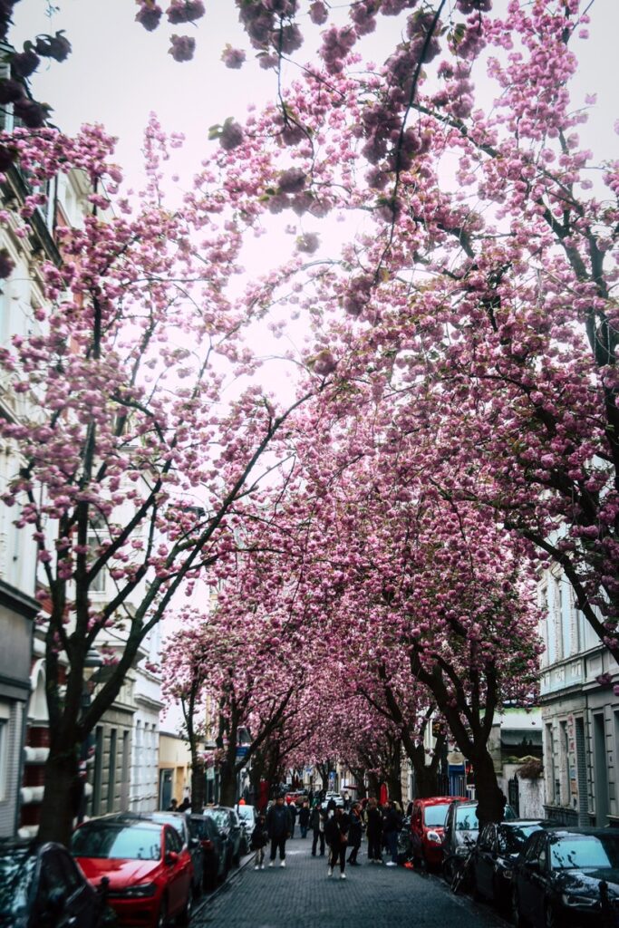 Bonn Kirschblüte Altstadt